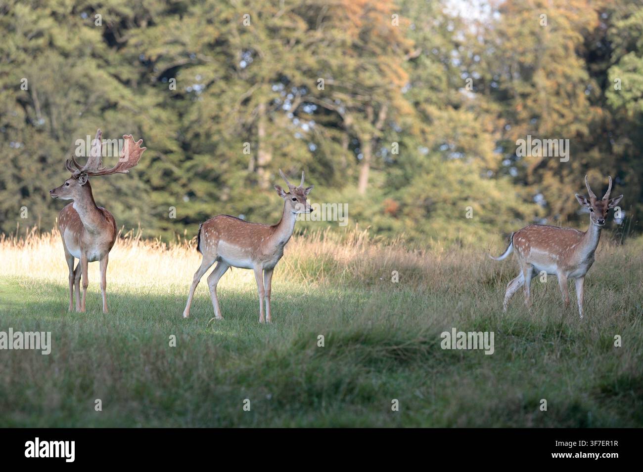 Ein Damhirsch (Dama dama) mit großen Geweihen und zwei junge Hirsche stehen auf Gras mit Bäumen im Hintergrund Stockfoto