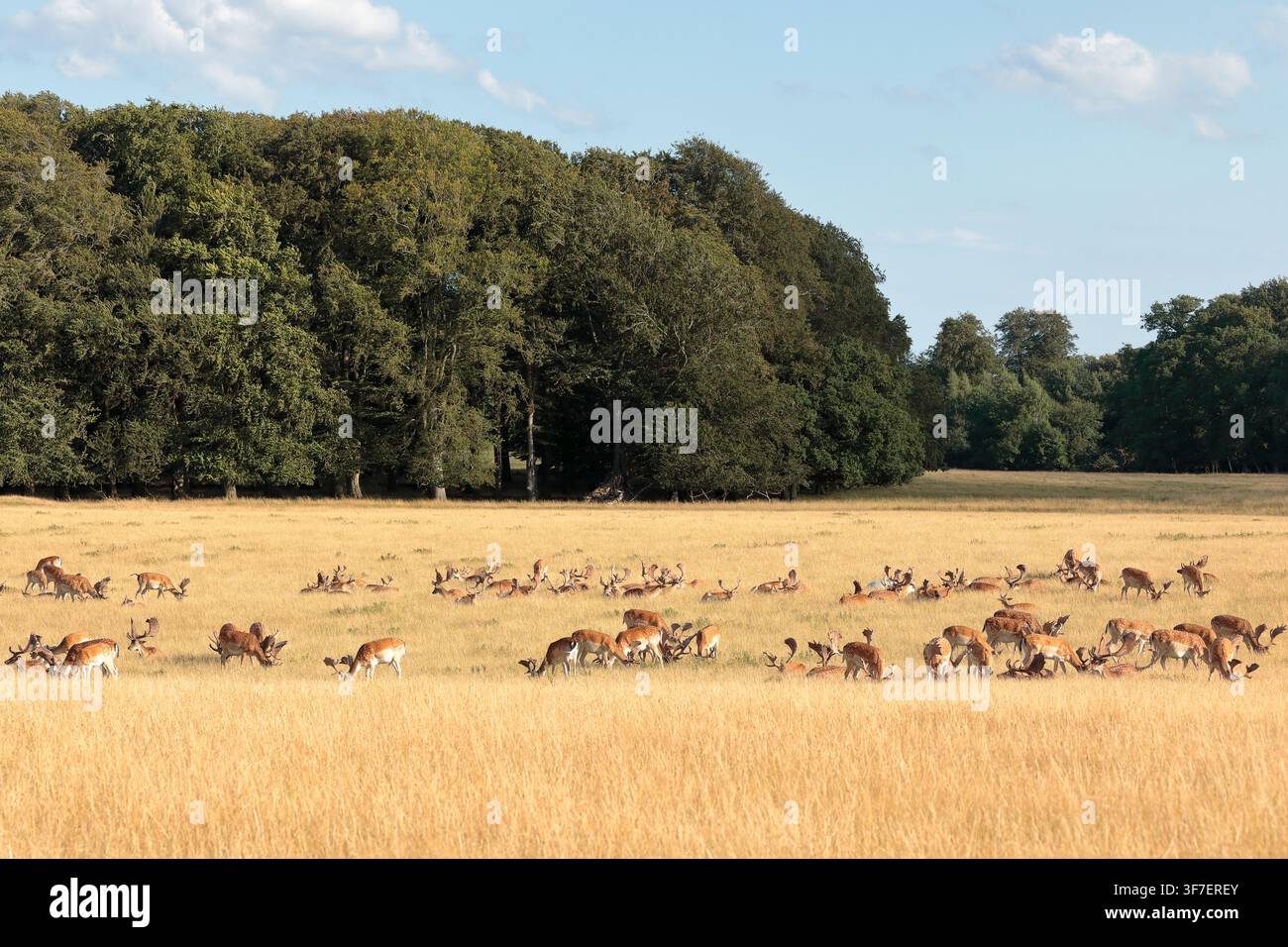 Eine große Herde Damhirsche (Dama dama) grast auf langem braunem Gras in einem großen Feld mit Bäumen im Hintergrund Stockfoto