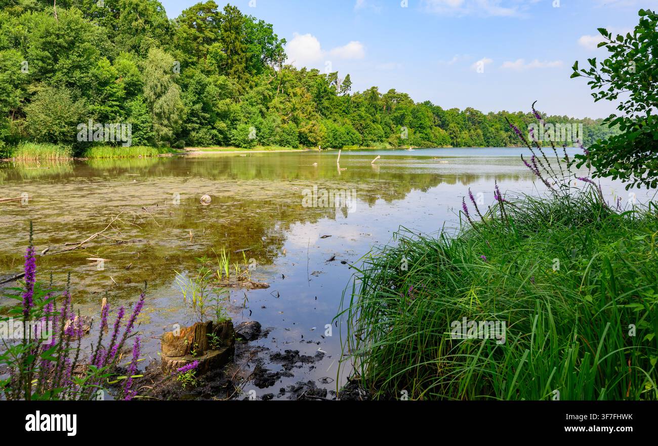 PRODUKTION - 05. August 2026, Brandenburg, Strausberg: Am südlichen Ende des Straußsees gibt es nur sehr wenig Wasser. Der See hat in den letzten zehn Jahren etwa die Hälfte seines Wassers verloren. Seit 2014 sinkt der Wasserstand jedes Jahr um etwa 10 bis 20 Zentimeter. Die Ursache des Wasserverlusts ist unbekannt. Foto: Patrick Pleul/dpa Stockfoto