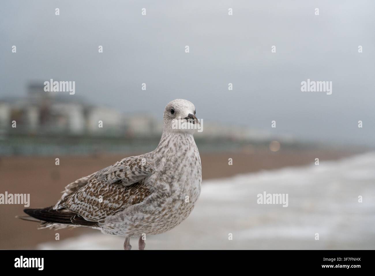Eine junge Möwe hält auf dem Brighton Palace Pier Wache und sucht die Küste von East Sussex nach Nahrung ab. Stockfoto