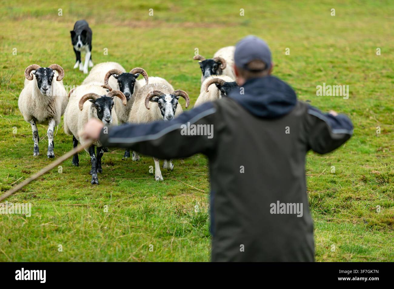 Border Collie, der Blackface-Schafe bei einer Schafhirtedemonstration auf einer irischen Farm treibt Stockfoto