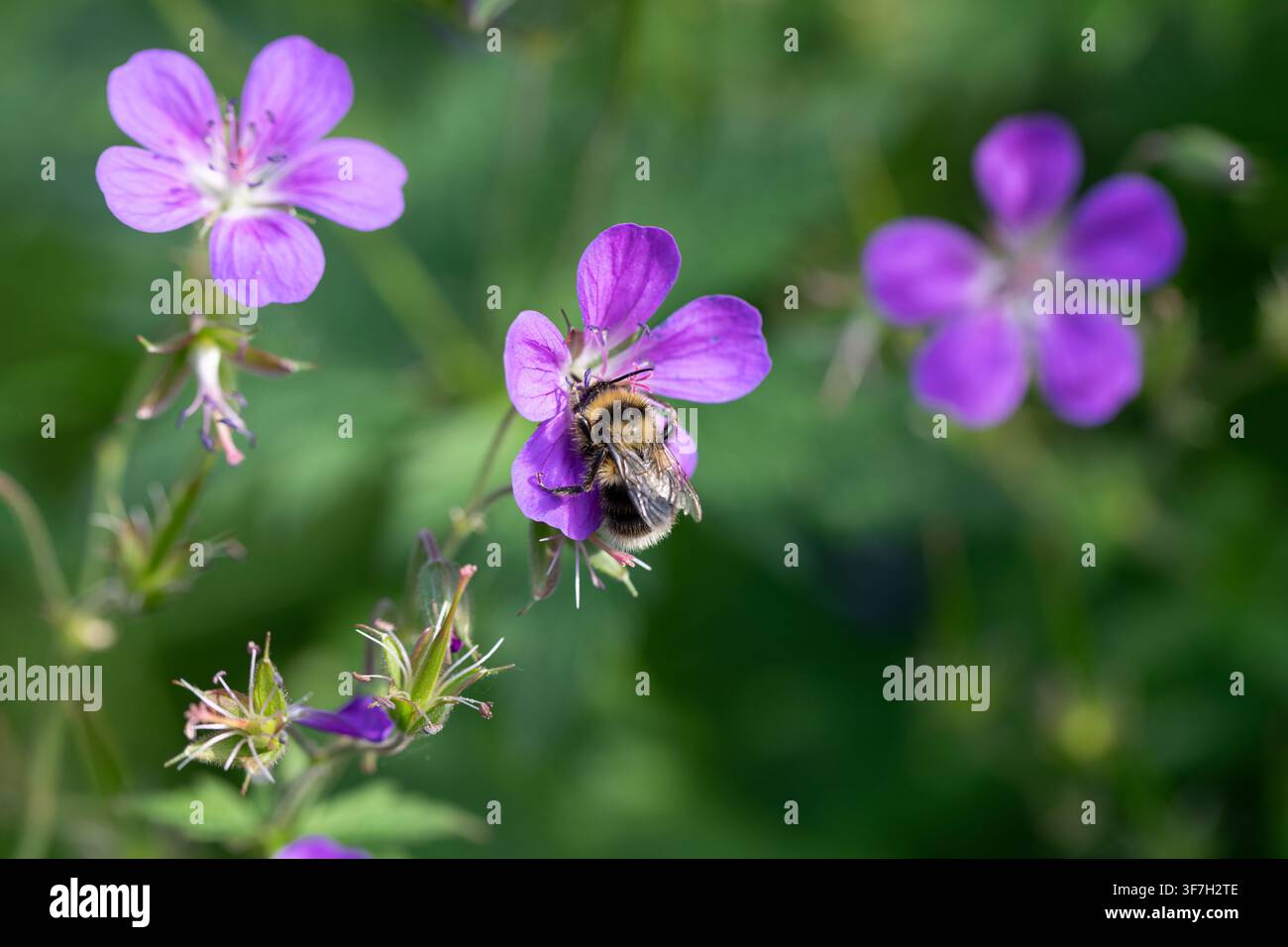 Männliche Heusamenbiene, Bombus jonellus, die sich von Waldstorchschnabel, Geranium sylvaticum, ernährt Stockfoto