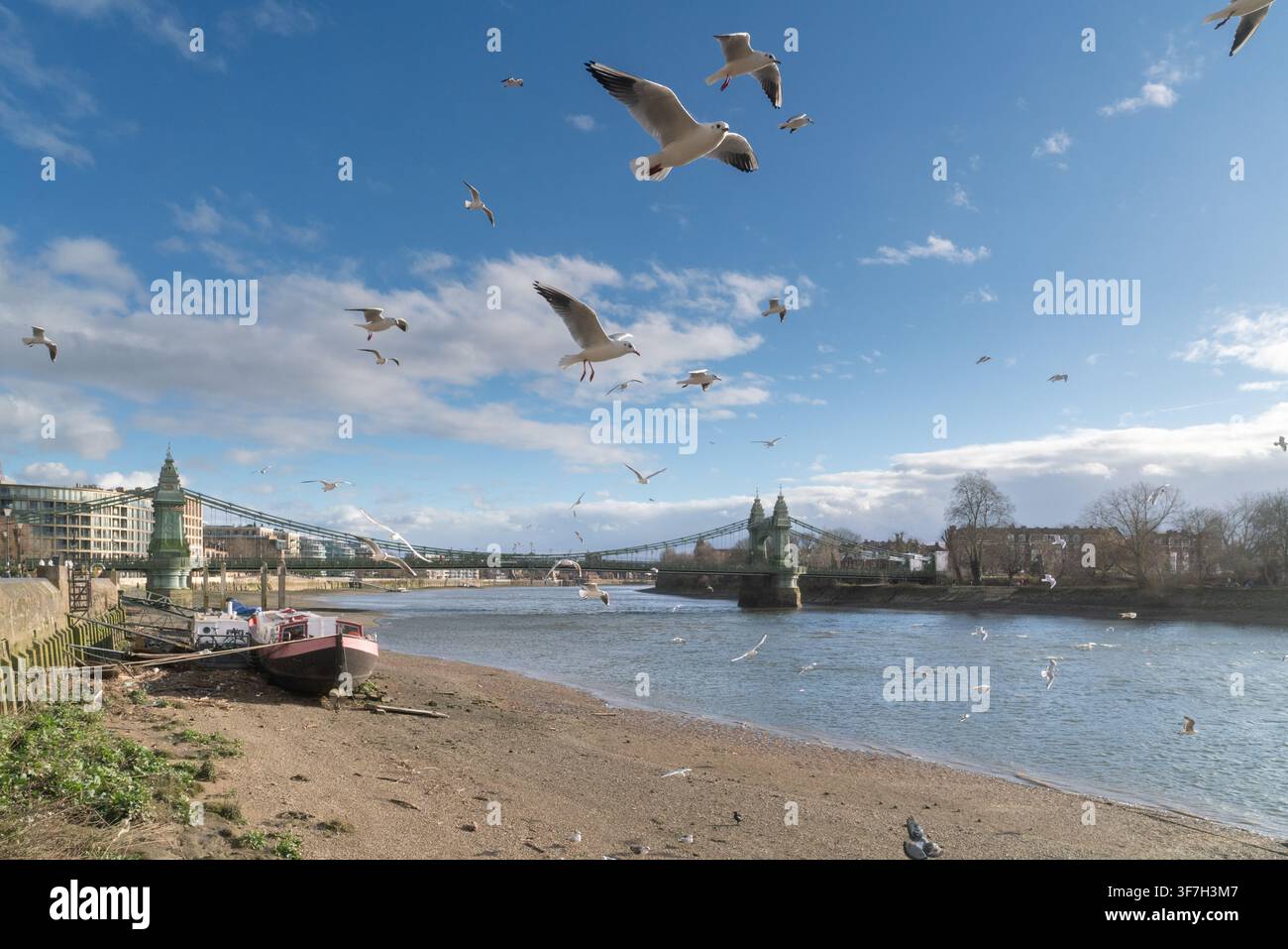 Möwen schwärmen bei Ebbe am Ufer der Themse und suchen nahe der historischen Hammersmith Bridge in London nach Nahrung. Stockfoto