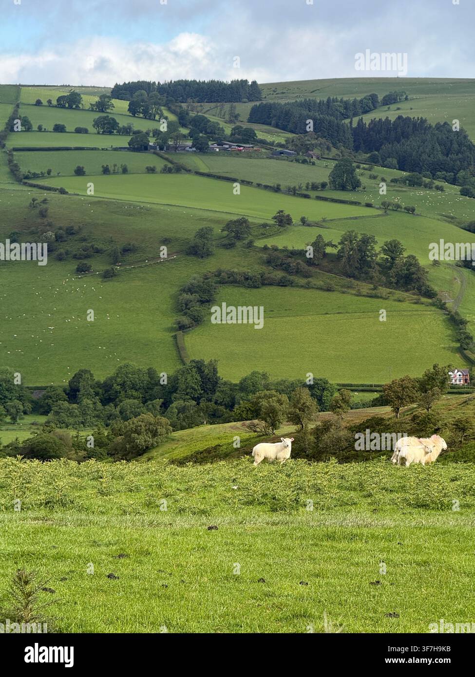Schafe, die auf saftigem grünen Weideland in der walisischen Landschaft grasen, Wales, Vereinigtes Königreich Stockfoto