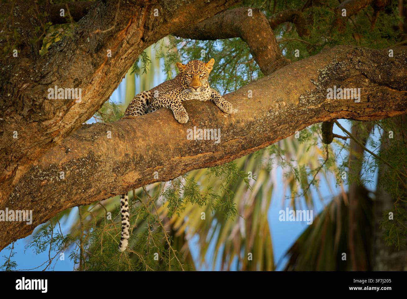 Leopard, Afrikanischer Leopard, Panthera pardus, ruht auf einem Akazienbaumast, Schwanz baumelt, geflecktes Rosettenfell, wachsame bernsteinfarbene Augen, Savanne, Serengeti Ea Stockfoto