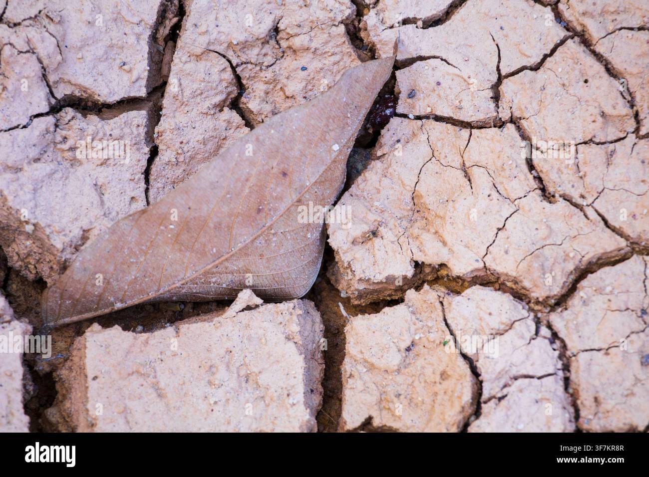 Eine Nahaufnahme von klassischer trockener, rissiger Erde. Die Muster bilden ein Netzwerk polygonaler Tonrissstrukturen über die Oberfläche des tonreichen Bodens. Stockfoto