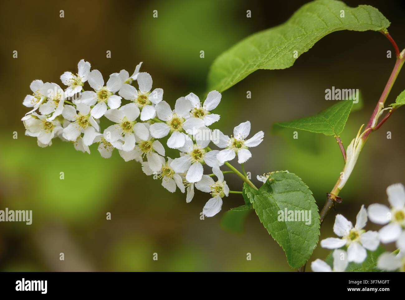 Edelkirschen, Elsbeere, Gewöhnliche Traubenkirsche, Maibaum, Prunus padus, Rosaceae, Rosengewächse, Sumpfkirsche, Baum, Vogelkirsche, Bäume, Flora, Spri Stockfoto