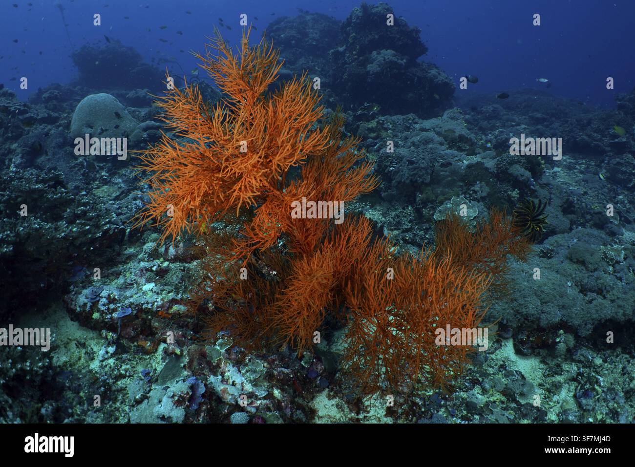 Helle orange Korallenfächer, Schwarzkoralle (Antipathes dichotoma), die sich über einen vielfältigen Unterwasserlebensraum am Tauchplatz Toyapakeh ausbreiten, Nusa Ceningan, Nu Stockfoto