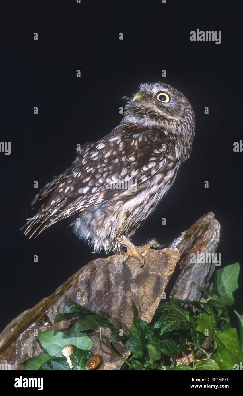 Athena Noctua, Zwergohle, Zwergohle, Vögel, Eulen, Hohe Größe, Porträt, Eulen, Strigiformes, Vögel Stockfoto