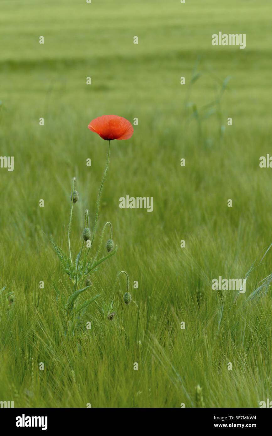 Flandernmohn, Kornmohn, Kornrose, Mohn, Mohn, Mohn, Papaver rhoeas, Papaveraceae, gewöhnlicher Mohn, Coquelicot, Kornmohn, Kornrose, Feldmohn Stockfoto