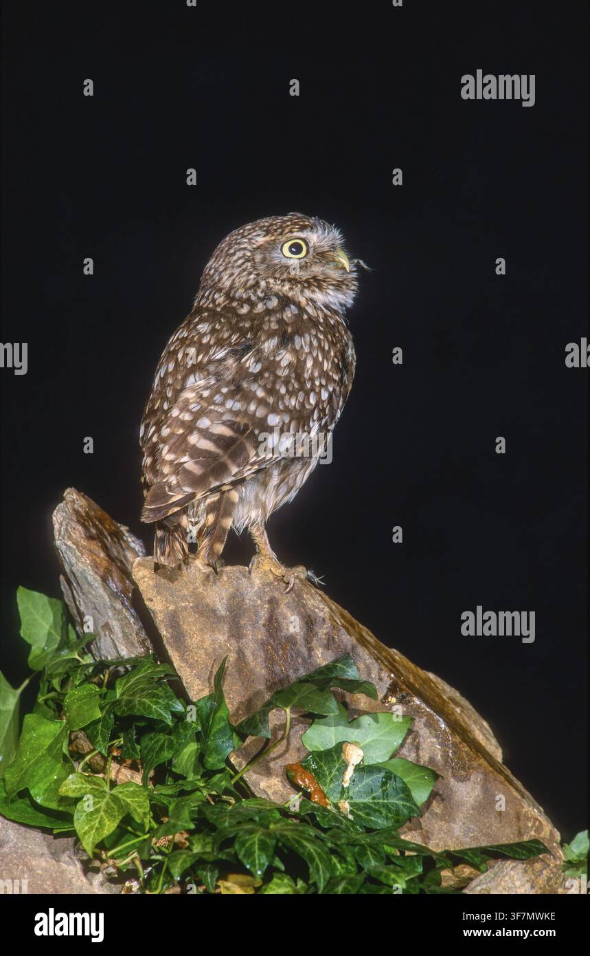 Athena Noctua, Zwergohle, Zwergohle, Vögel, Eulen, Hohe Größe, Porträt, Eulen, Strigiformes, Vögel Stockfoto