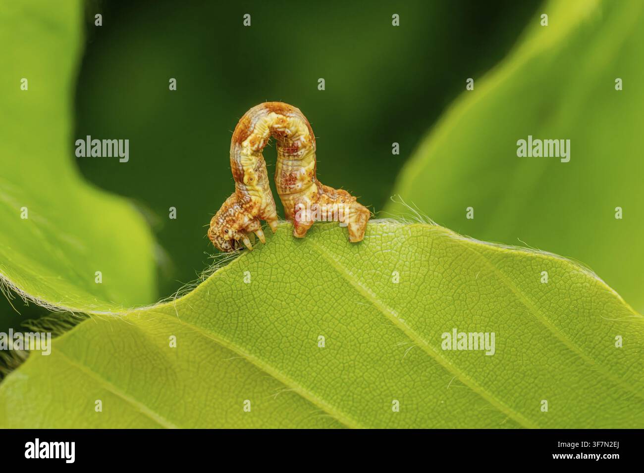 Gesprenkelter Purpurzahn (Erannis defoliaria), Raupen auf einem Blatt, Niedersachsen, Deutschland Stockfoto