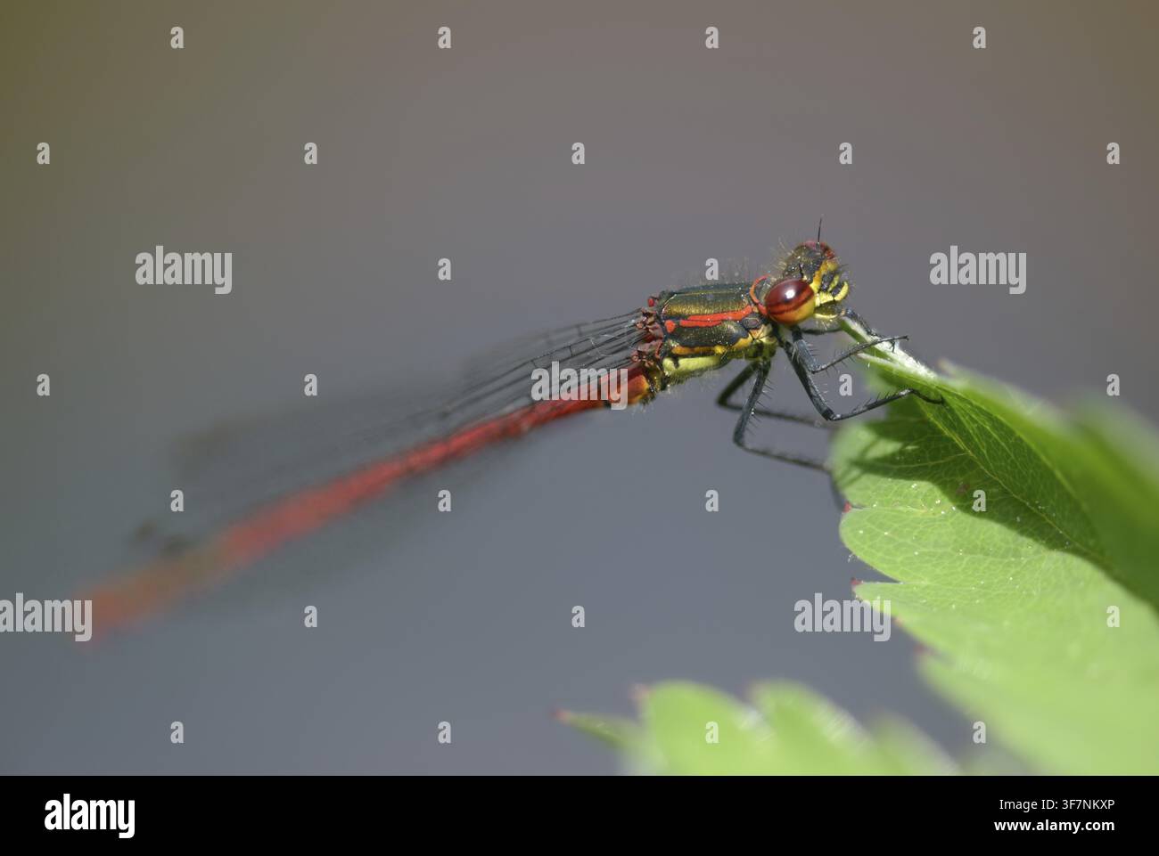 Frühlingseisvogel, große rote Zwerglibelle, Pyrrhosoma nymphula, Zwerglibellen, Libellen, Insekten, Libellen, Odonaten, Zygoptera Stockfoto