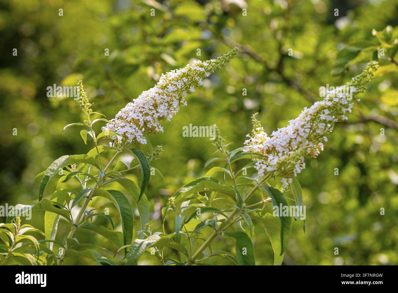 Blütenstand der weißen Buddleja (Buddleja) umgeben von üppigem grünem Laub im Sonnenschein, Ternitz, Niederösterreich, Österreich Stockfoto