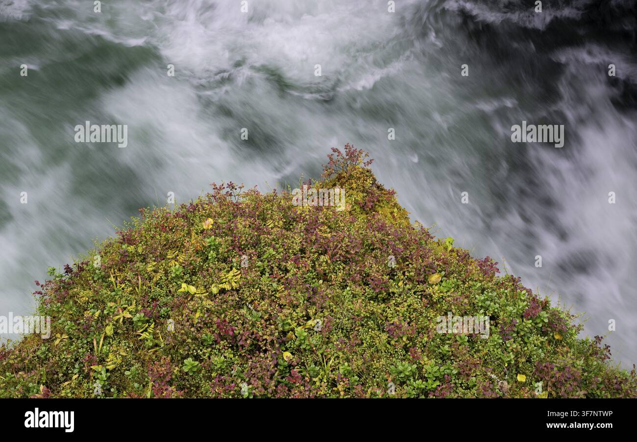 Schnell fließendes Wasser, Gebirgsbach, überwucherter Felsvorsprung, Ovstestolbrua, Langzeitbelichtung, Valldal, Norwegen Stockfoto