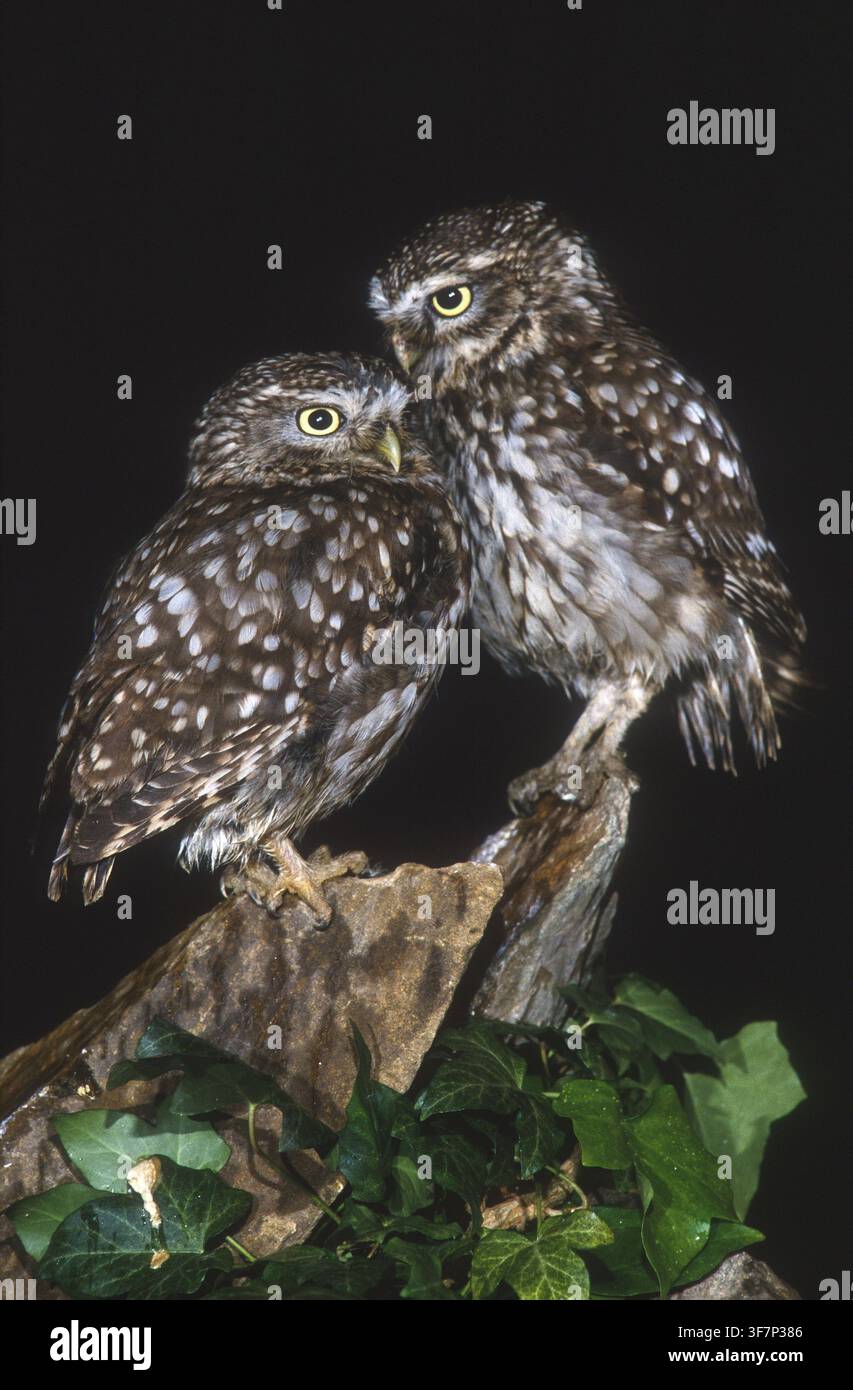 Athena Noctua, Zwergohle, Zwergohle, Vögel, Eulen, Hohe Größe, Porträt, Eulen, Strigiformes, Vögel Stockfoto