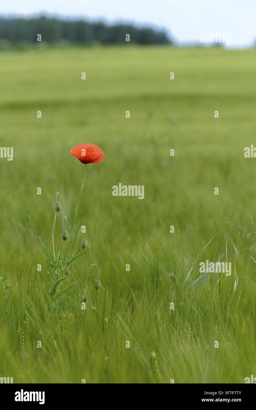 Flandernmohn, Kornmohn, Kornrose, Mohn, Mohn, Mohn, Papaver rhoeas, Papaveraceae, gewöhnlicher Mohn, Coquelicot, Kornmohn, Kornrose, Feldmohn Stockfoto