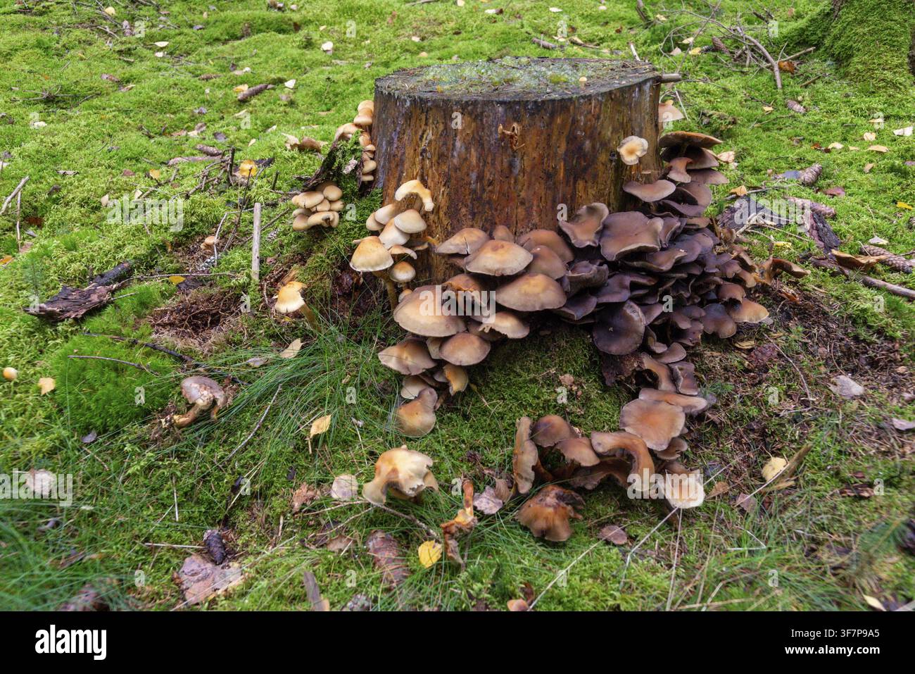 Biologische Abbauvorgänge, Verfall, Zersetzung, Zerfall, Pilze, Pilze, Verfall, Fäulnis, Verfall, Zersetzung Stockfoto