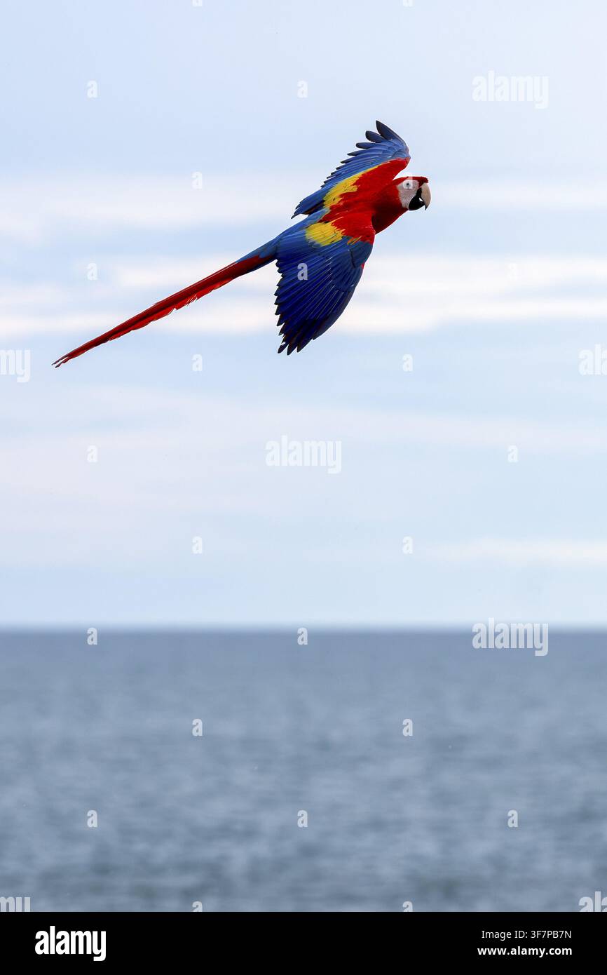Scharlachara (Ara macao), Jomtien, Thailand Stockfoto