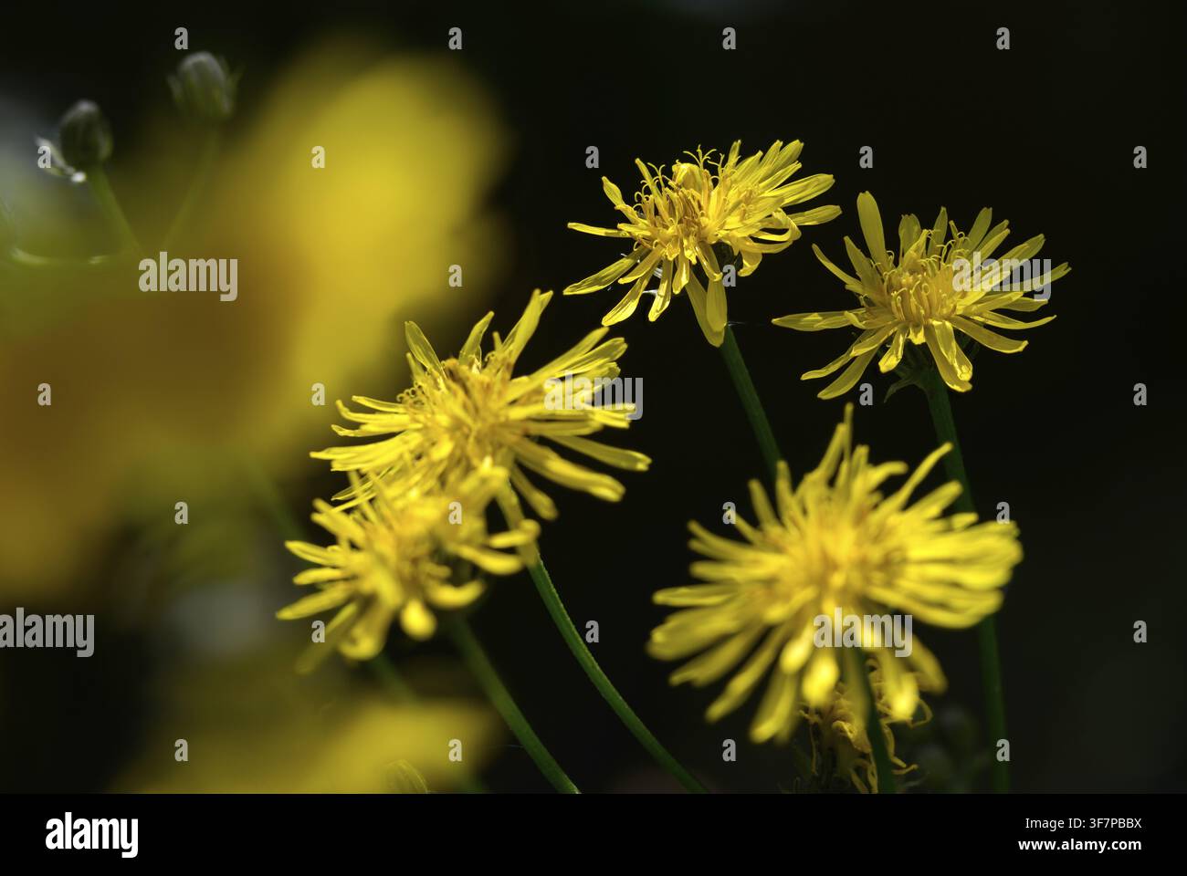 Crepis Biennis, Peeppau, Raue Falkenbart, Wiesen-Peeppau, Zweijähriger Peeppau, Flora, Pflanzen, Pflanzen Stockfoto