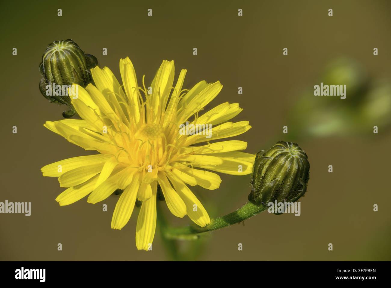Crepis Biennis, Peeppau, Raue Falkenbart, Wiesen-Peeppau, Zweijähriger Peeppau, Flora, Pflanzen, Pflanzen Stockfoto