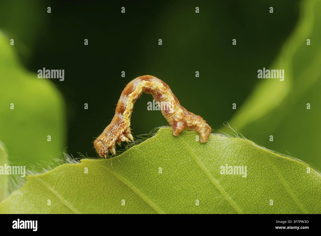 Gesprenkelter Purpurzahn (Erannis defoliaria), Raupen auf einem Blatt, Niedersachsen, Deutschland Stockfoto