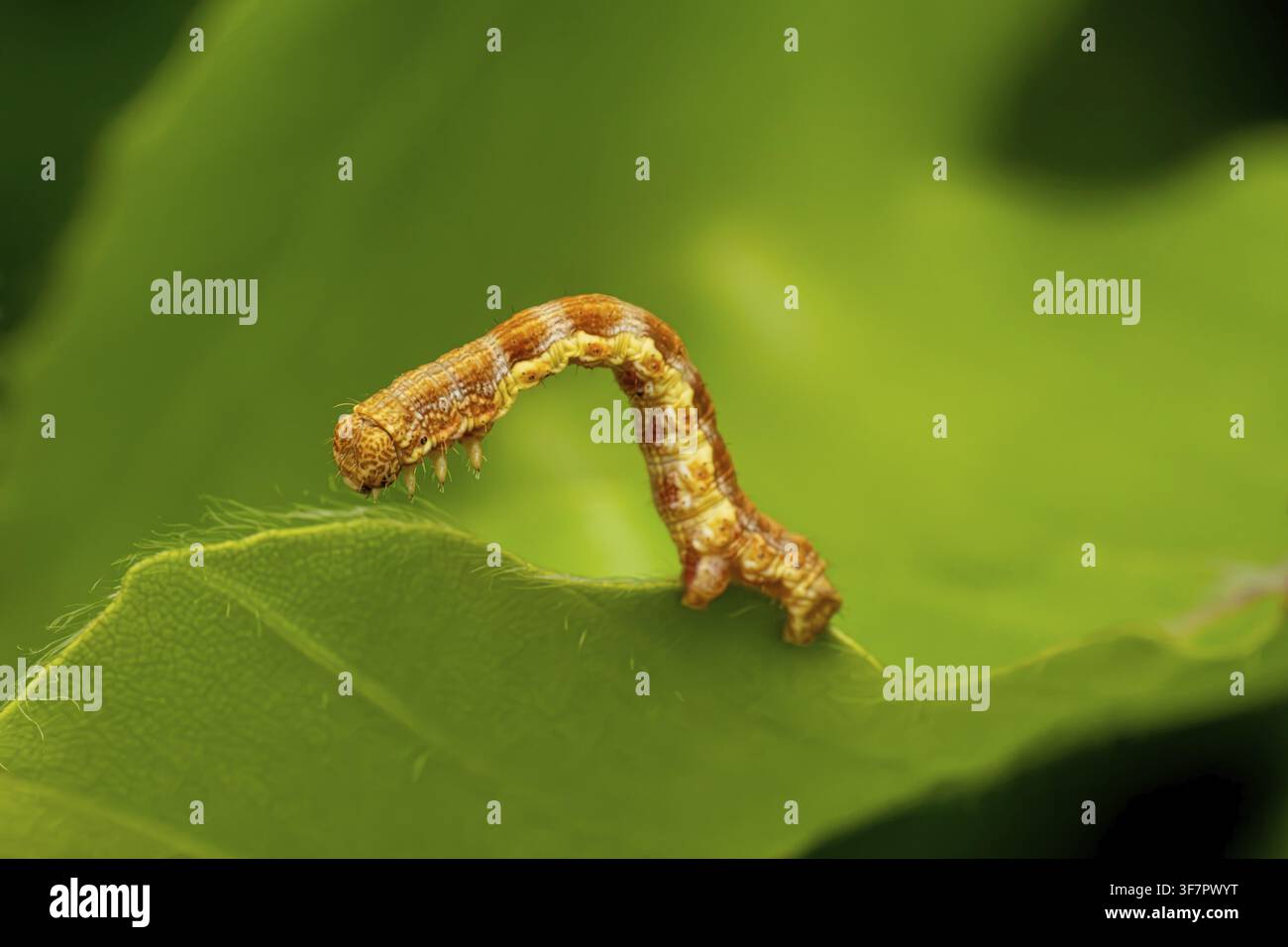 Gesprenkelter Purpurzahn (Erannis defoliaria), Raupen auf einem Blatt, Niedersachsen, Deutschland Stockfoto