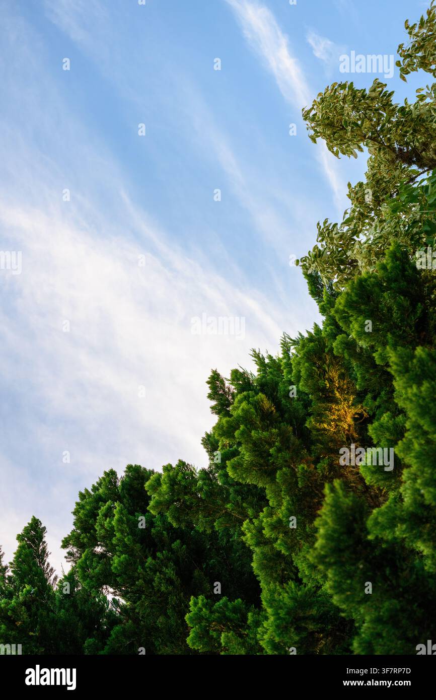 Der Himmel erstreckt sich über ein dichtes, grünes Waldkronendach. Äste reichen nach oben, während weiche, fädige Wolken treiben. Lebendige Blätter leuchten unter sanftem, natürlichem Tageslicht Stockfoto