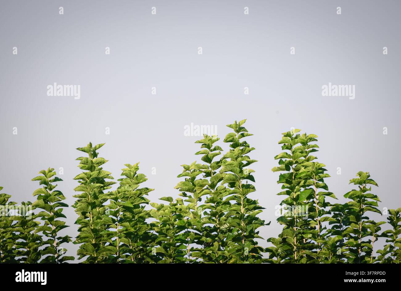 Grüne Blätter erheben sich vor einem weichen, verschwommenen Himmel. Frisches, lebendiges Laub steht hoch und still. Die ruhige Stärke der Natur zeigt sich in diesem sanften Blick. Ideal für Stockfoto