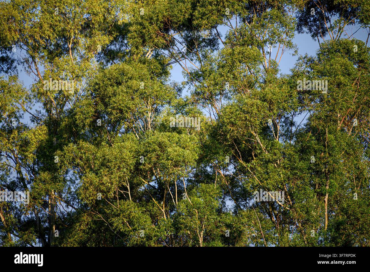 Dichtes grünes Blätterdach badet im goldenen Nachmittagslicht. Äste strecken sich himmelwärts und rahmen einen weichen blauen Hintergrund ein. Blätter schimmern und fangen Sonnenstrahlen in ge Stockfoto