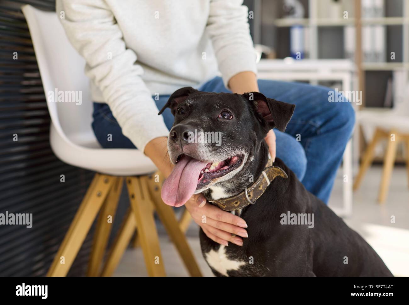 Froher Hund mit Besitzer im Wartebereich der Tierklinik, Beruhigung und Fürsorge Stockfoto