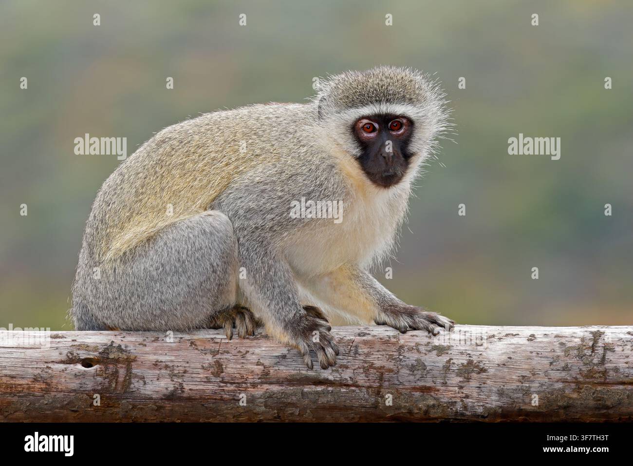 Ein Grüne Meerkatze (Cercopithecus aethiops) sitzt in ihrem natürlichen Lebensraum, Mokala-Nationalpark, Südafrika Stockfoto