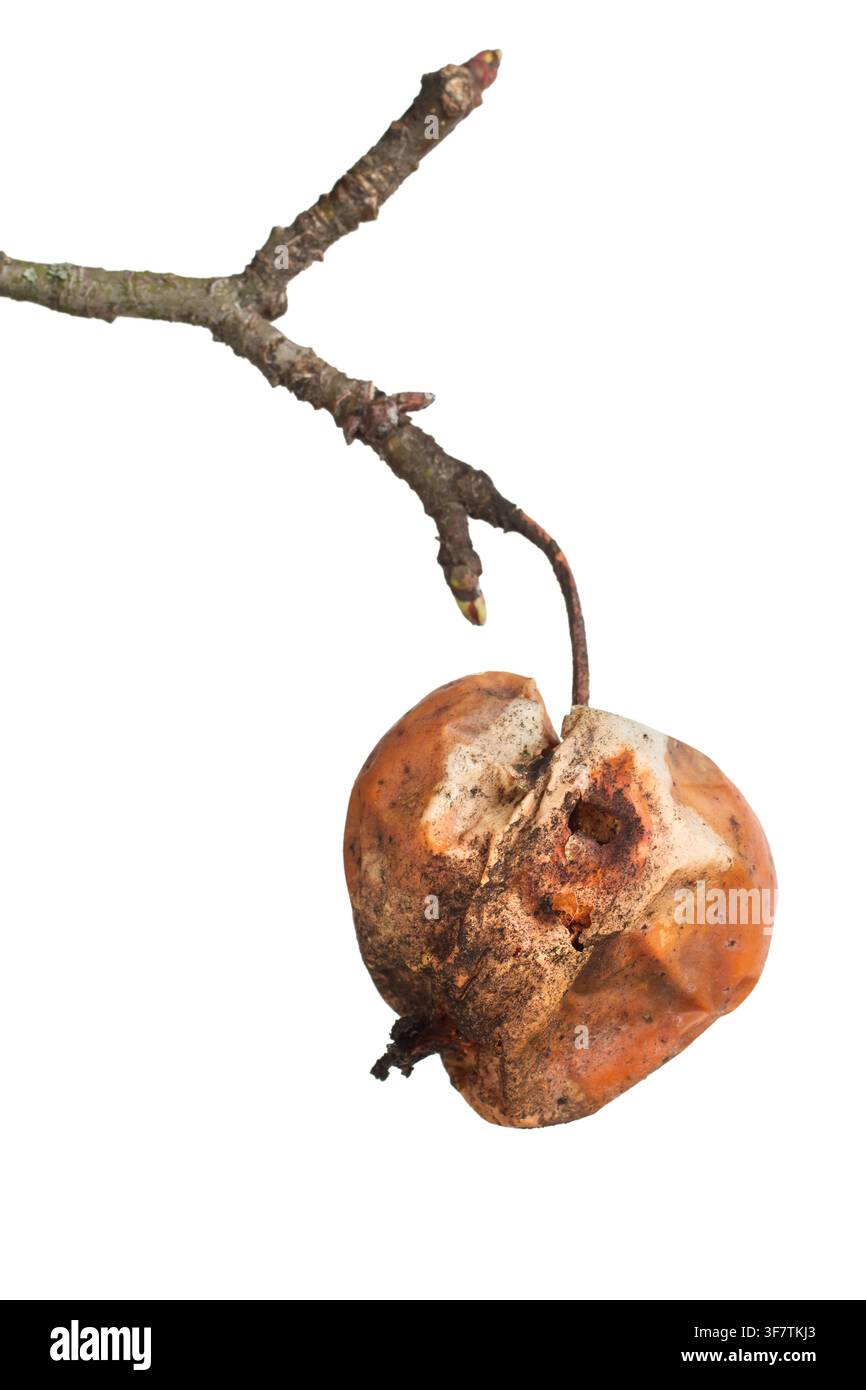 Ein fauler Apfel hängt an einem Ast. Fauler Apfel auf weißem Hintergrund. Stockfoto