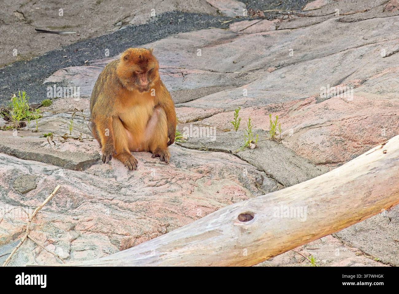 Barbary-Makake (Macaca sylvanus), auch häufig als Barbary-Affe bezeichnet, Korkeasaari-Zoo, Helsinki, Finnland, Europa. Stockfoto