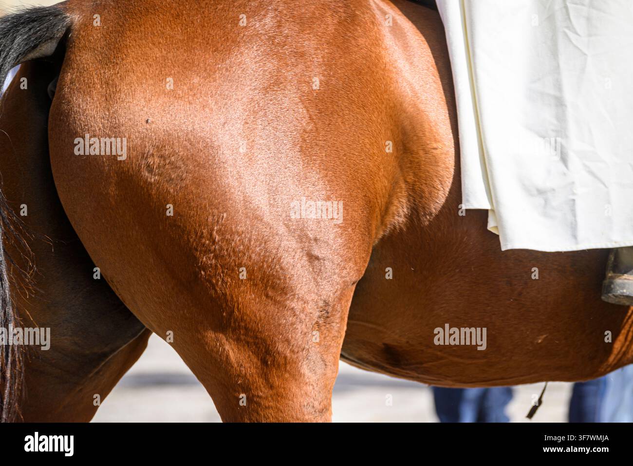 Detail der Pferdeanatomie, das das kräftige Hinterbein und die Flanke eines braunen Pferdes zeigt Stockfoto