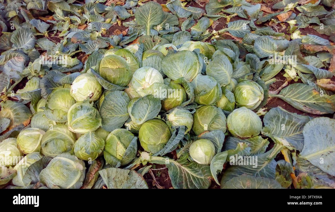 Frisch geernteter Kohl, aufgeschichtet auf dem Kohlfeld Stockfoto