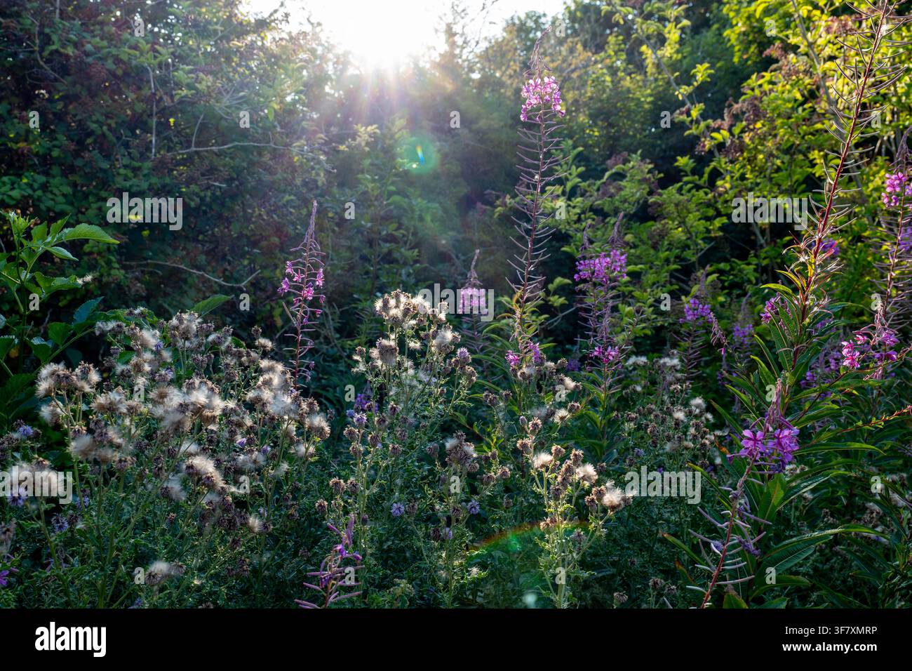 Wildblumen Stockfoto