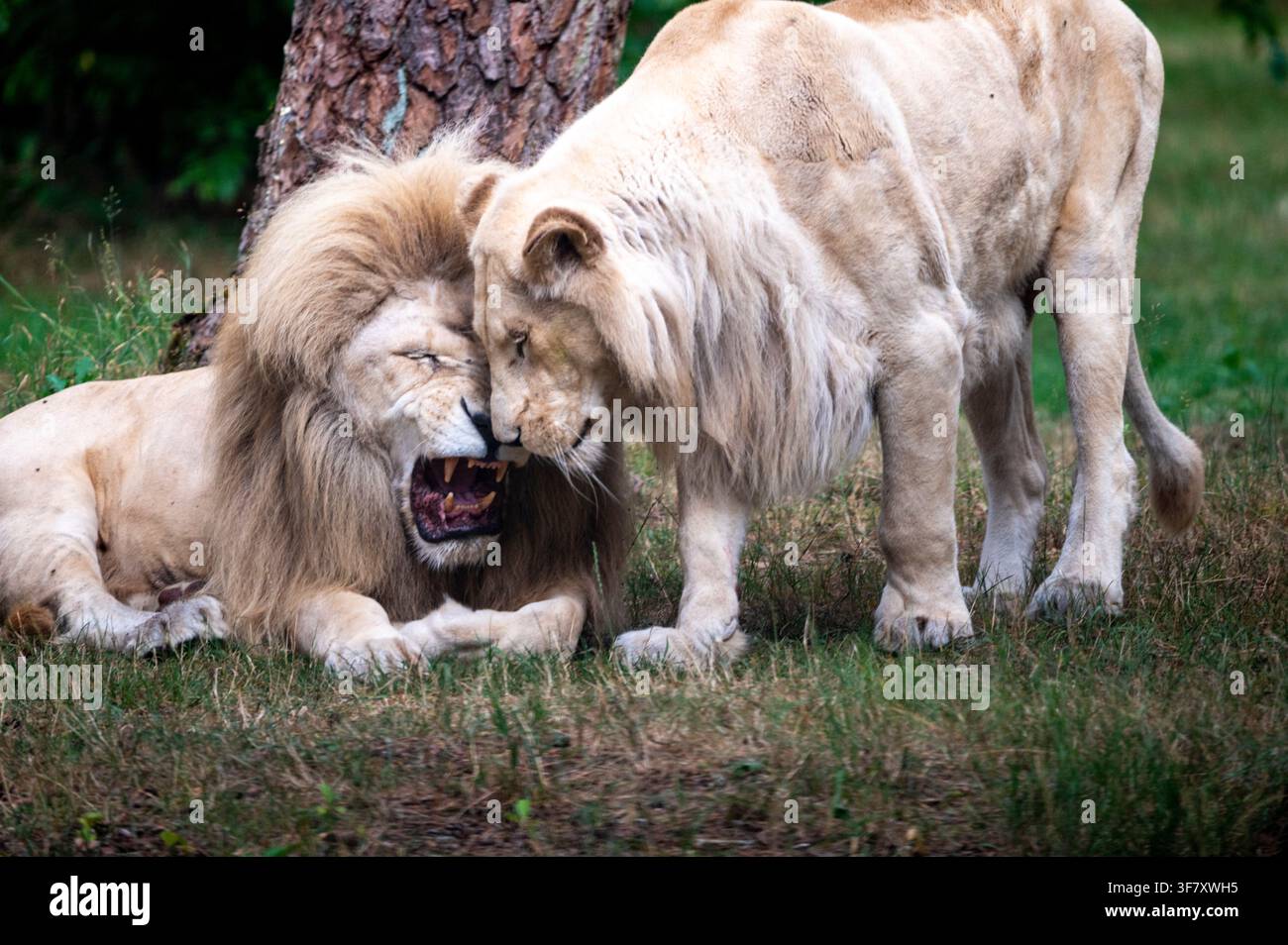 Zwei männliche Löwen stehen und liegen dicht beieinander. Der stehende Löwe nähert sich dem ruhenden Löwen, während dieser mit geöffnetem Maul reagiert Stockfoto