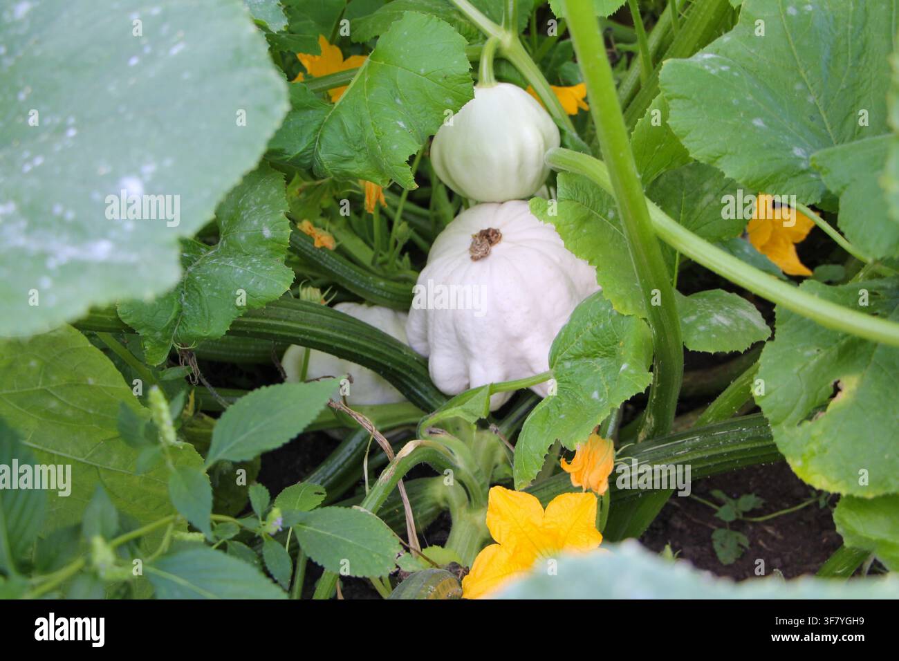 Grüne Pattypan-Kürbisse und Zucchini-Pflanzen wachsen in organischem Gartenerde Stockfoto