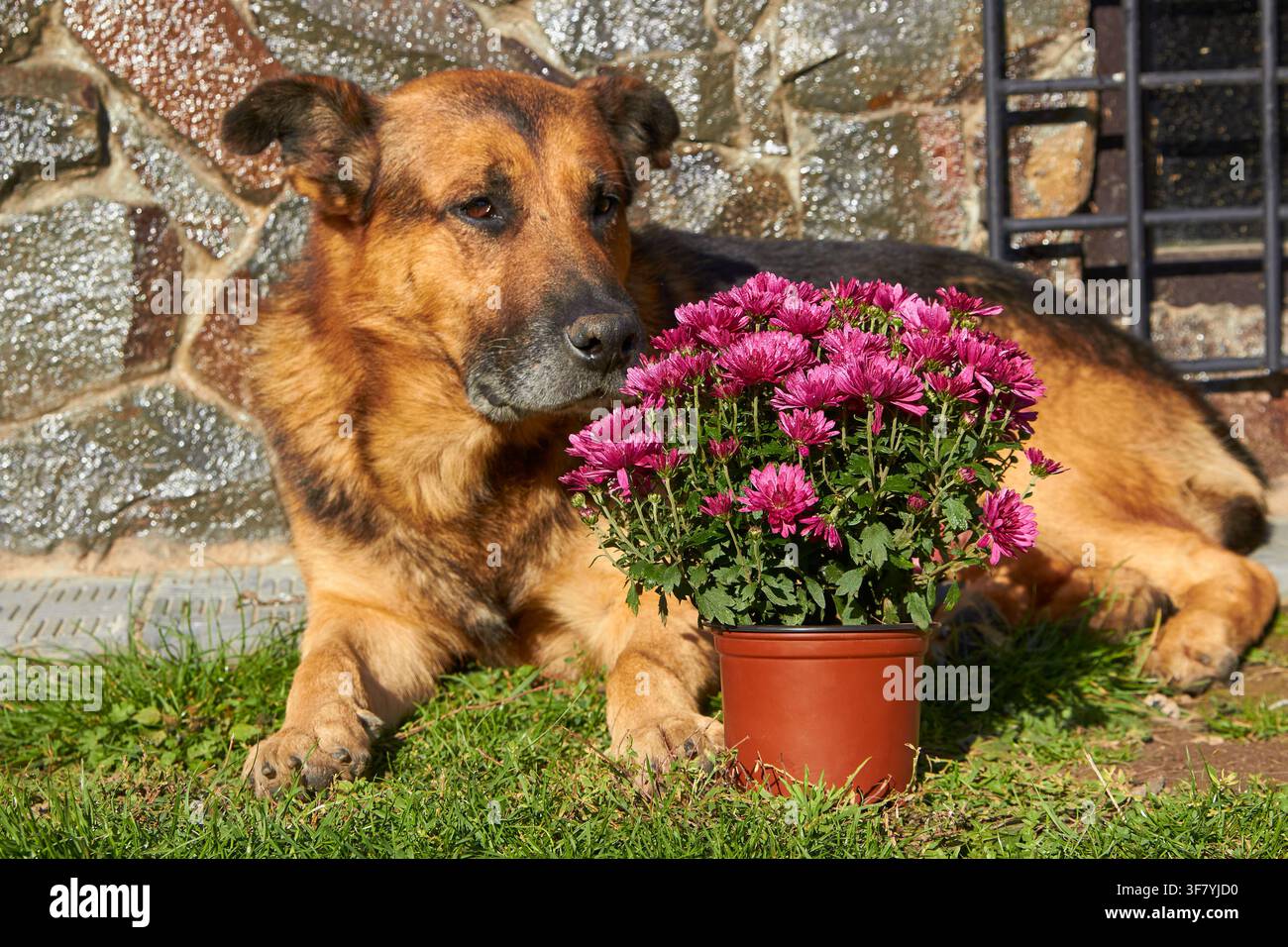 Deutscher Schäferhund sitzt neben einem Blumentopf auf dem Gras Stockfoto