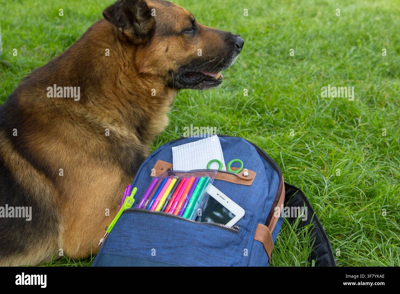 Hund bereit für die Schule, Schulsachen auf dem Rasen mit einem Rucksack Stockfoto