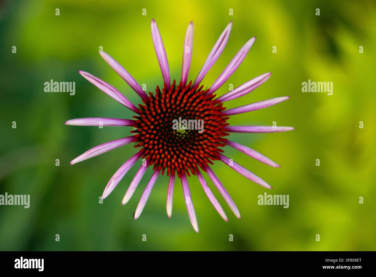 Nahaufnahme von oben einer lila Sonnenhutblume Stockfoto