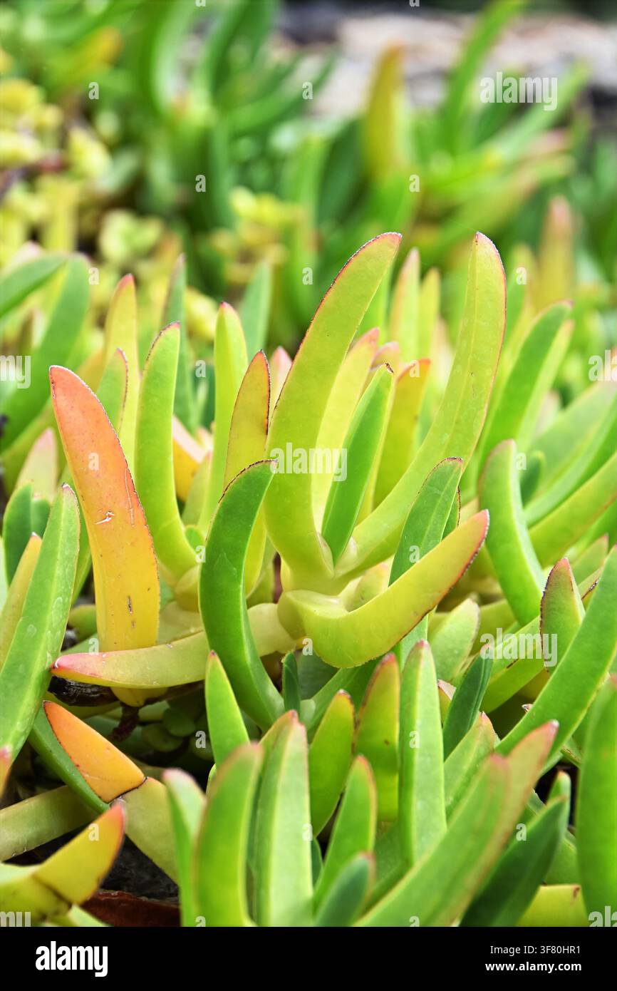 Saftige Blätter der Carpobrotus edulis-Eispflanze Stockfoto