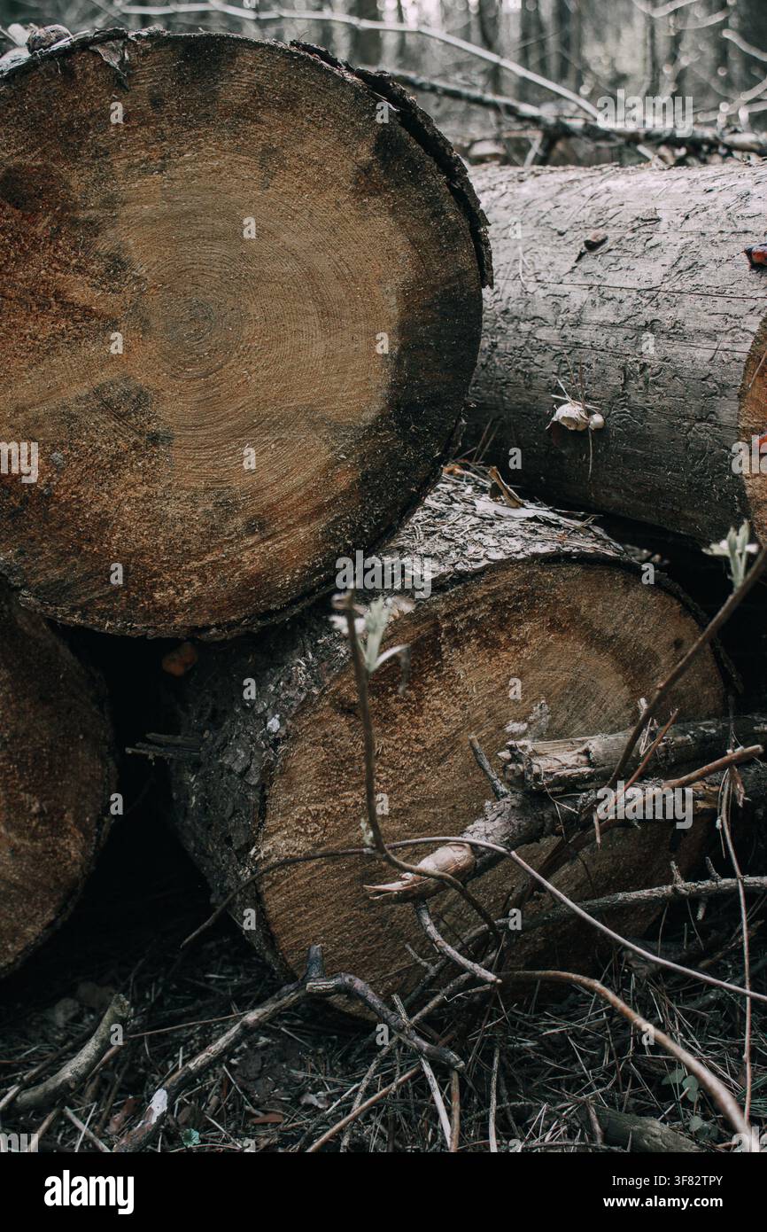 Nahaufnahme von gefällten Baumstämmen und geschnittenen Baumstämmen, die auf dem Waldboden liegen, mit sichtbaren Baumringen und natürlicher Holztextur. Forstwirtschaft, Holzeinschlag und Holzhandel Stockfoto