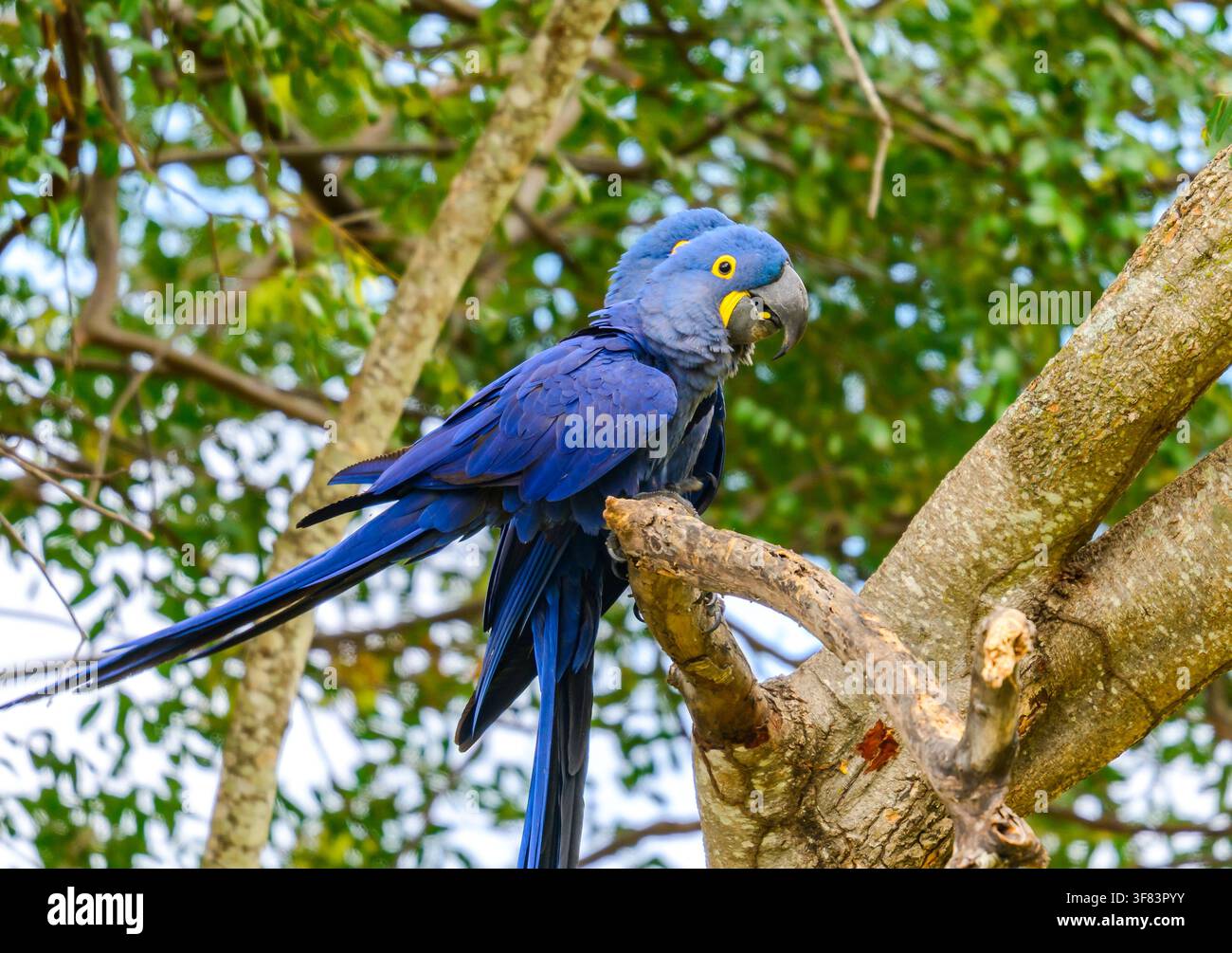 Ein Paar Hyazinth-Ara (Anodorhynchus hyacinthinus) sitzt auf einem großen Baum. Mato Grosso do Sul, Brasilien. Stockfoto