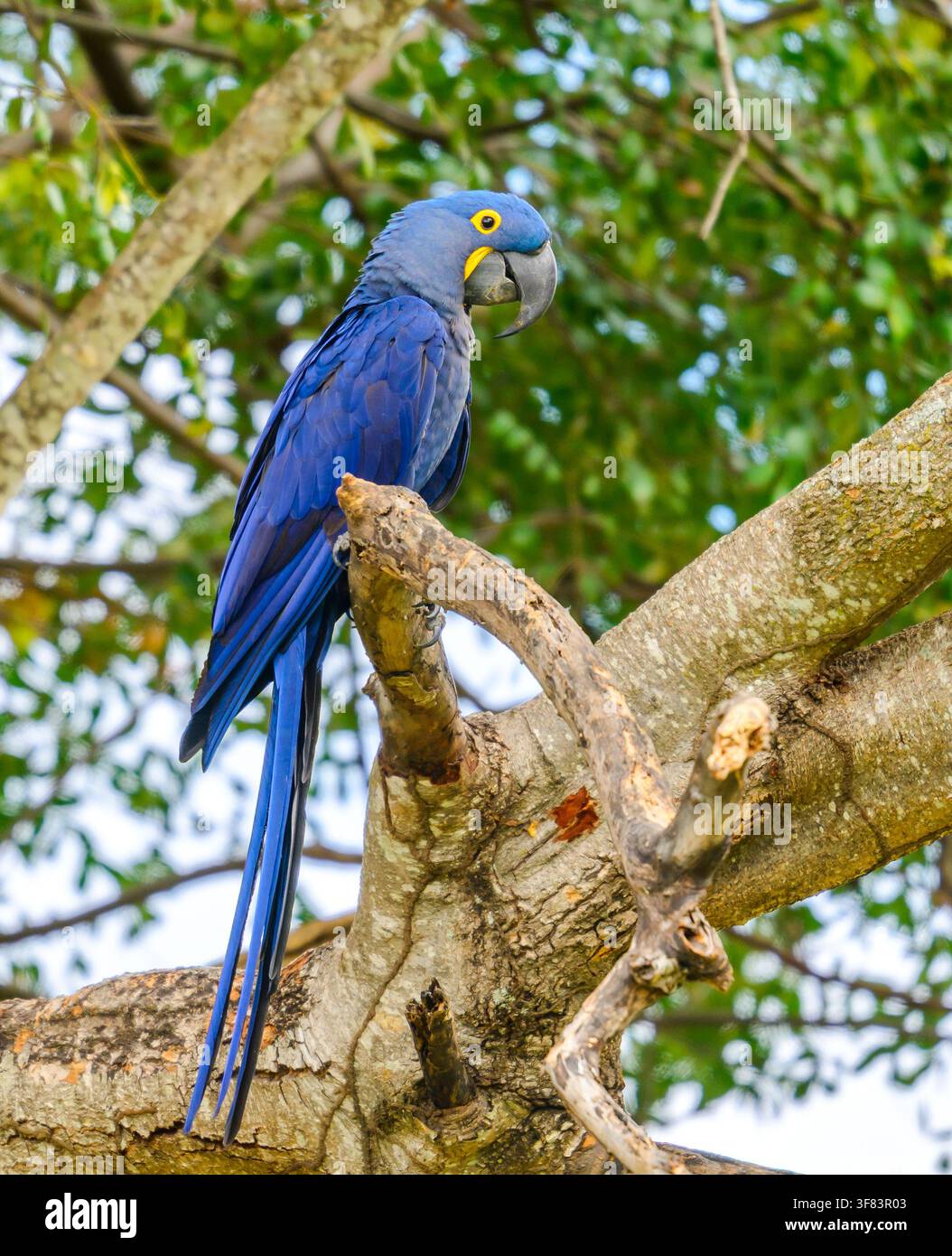 Ein Hyazinthara (Anodorhynchus hyacinthinus) sitzt auf einem großen Baum. Mato Grosso do Sul, Brasilien. Stockfoto