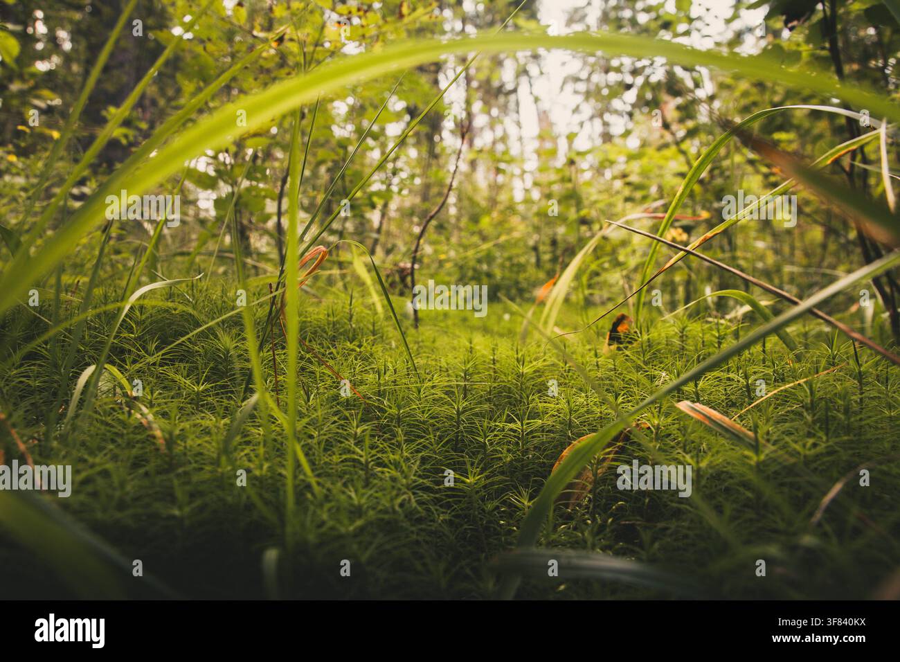 Waldboden mit einem dichten Teppich aus lebhaftem grünem Moos und Bodenvegetation, wobei hohe Grashalme den Blick einrahmen und weiches Sonnenlicht durch die Bäume in einer wilden Naturumgebung dringt Stockfoto