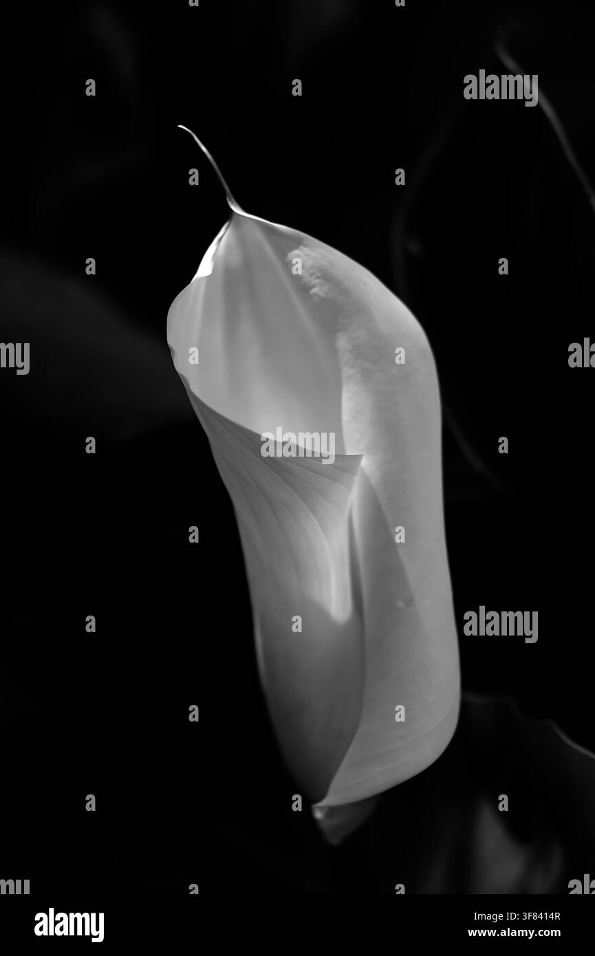 Monochromes Arum-Lilie Zantedeschia aethiopica 16837 Stockfoto