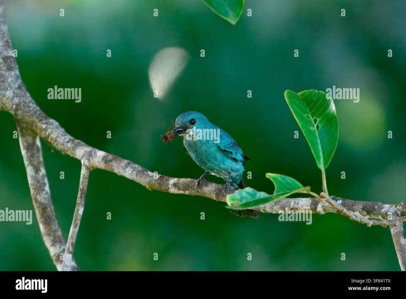 Blaualb flycatcher sammelt Nistmaterial in Borneo, Malaysia während der Brutzeit Stockfoto