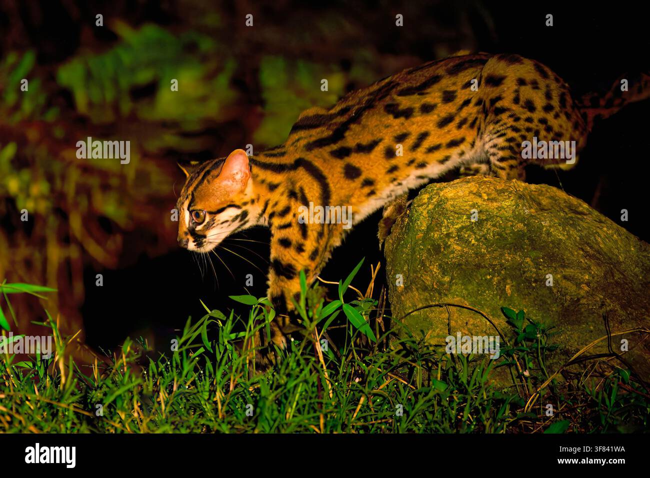 Leopardenkatze geht nachts im Wald in Borneo, Malaysia im Mondlicht Stockfoto